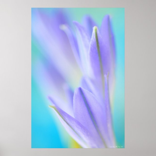 Pôster Lilac Flares (Frente)