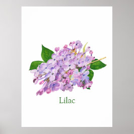 Poster lilac flor púrpura aquosa botânica