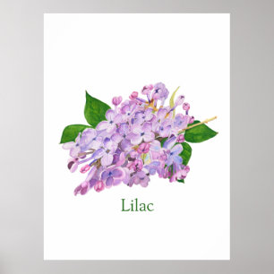 Poster lilac flor púrpura aquosa botânica