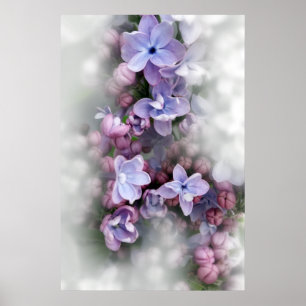 Poster Lilac florescendo
