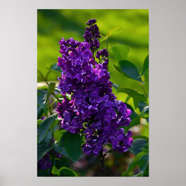 Pôster Lilac francês roxo (Frente)