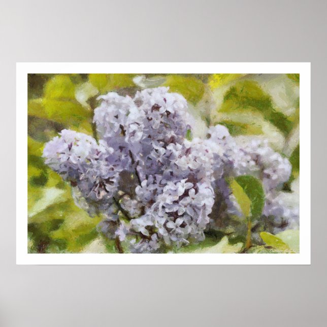 Pôster Lilac roxo (Frente)