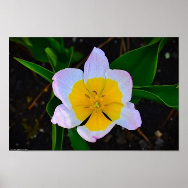 Poster Lilac Wonder Tulip, (Frente)