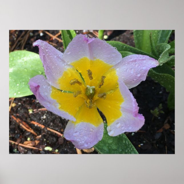 Poster Lilac Wonder Tulip, (Frente)