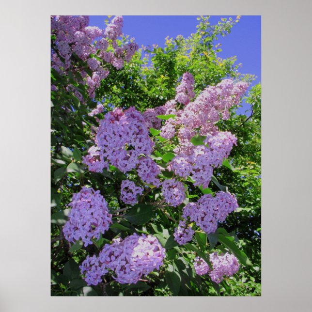 Pôster Lilacs (Frente)