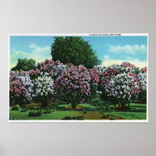 Pôster Lilacs de Highland Park na flor