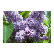 Lilacs Francês