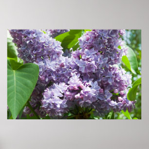 Pôster Lilacs franceses