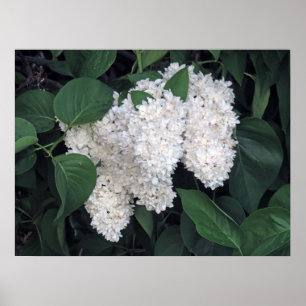 Poster Lilacs franceses