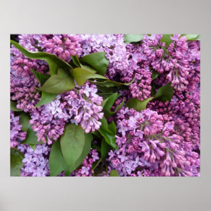 POSTER - Lilacs na mola France