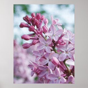 Pôster Lilacs roxos bonito