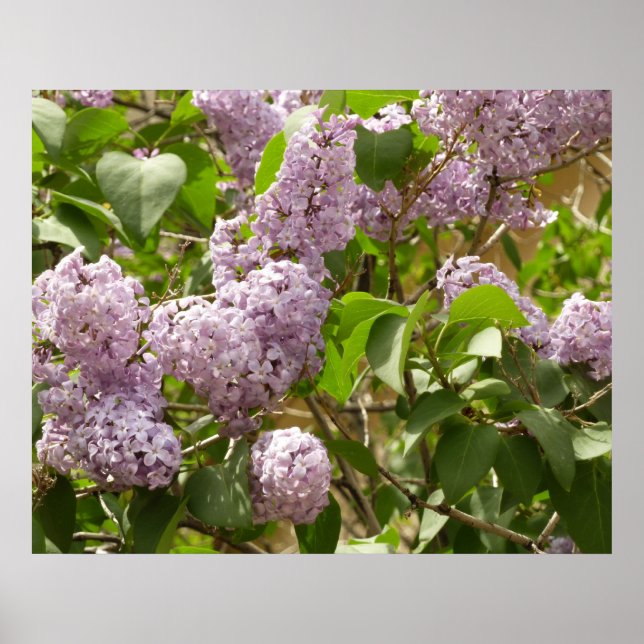 Poster Lilaseira Flores Roxas Lindas de Primavera (Frente)