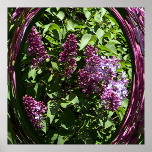Poster Lilases encantados.....