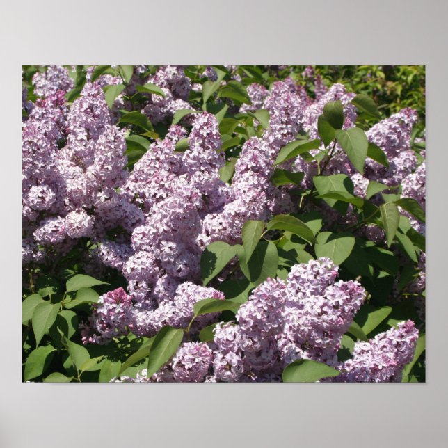 Poster Lilases no Bloom em East Lansing (Frente)