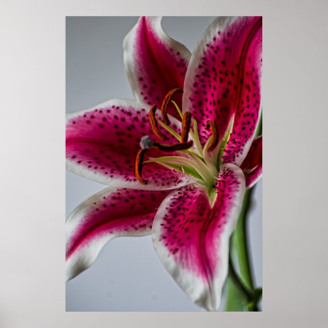 Pôster Lilessência (Frente)