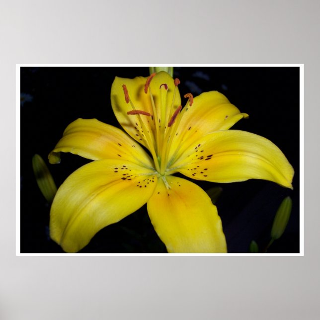 Pôster Liliar Amarelo Grande (Frente)