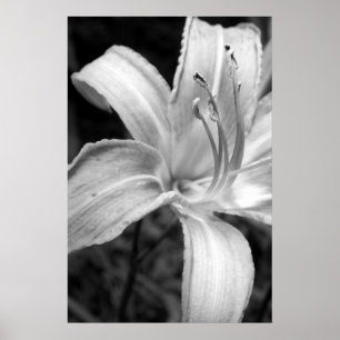 Pôster lilies bw