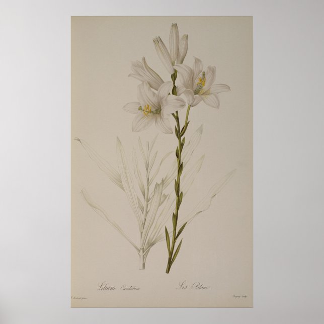 Pôster Lilium Candidum, de Les Liliacees, 1807 (Frente)