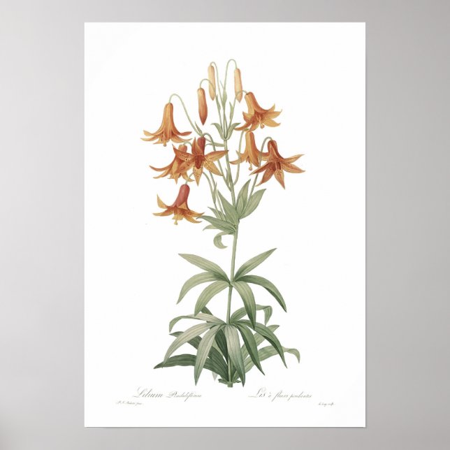 Poster Lilium penduliflorum (Frente)