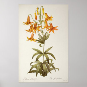 Poster Lilium Penduliflorum, from `Les Liliacees', 1811