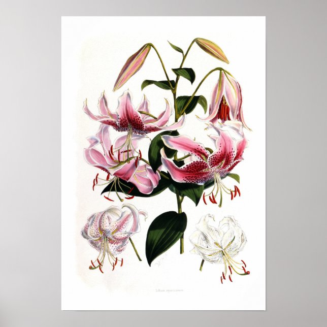 Poster Lilium speciosum (Frente)