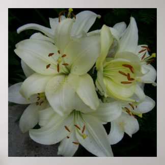 Poster Lillies
