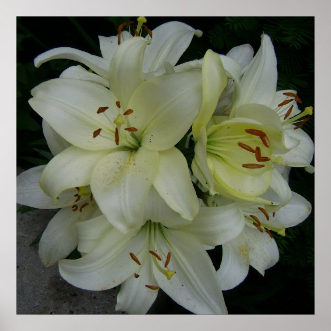 Poster Lillies (Frente)