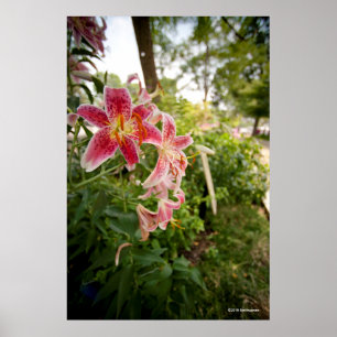 Poster Lillies cor-de-rosa
