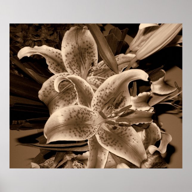 Poster lilly (Frente)