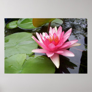 Pôster Lilly cor-de-rosa na lagoa