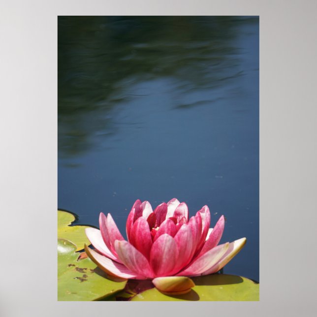 Poster Lilly Pond Flowers (Frente)