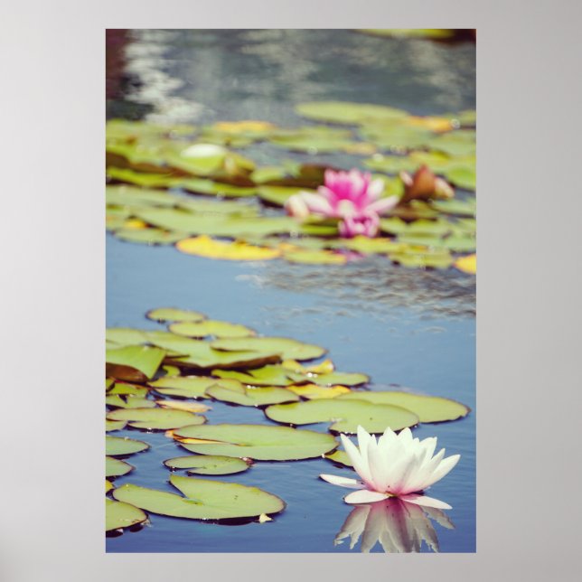 Poster Lilly Pond Flowers (Frente)