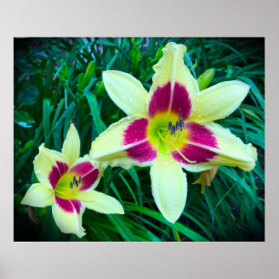 Poster Lily,