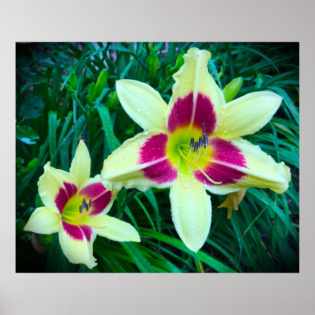 Poster Lily, (Frente)