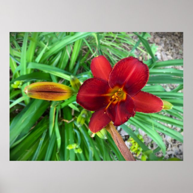 Poster Lily, (Frente)