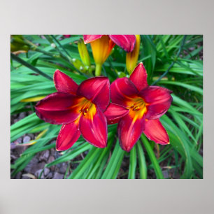 Poster Lily,