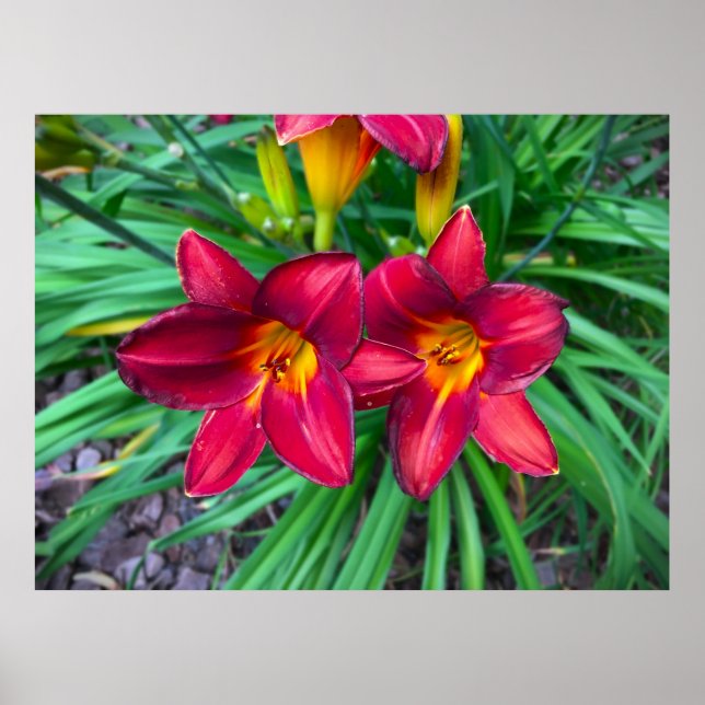 Poster Lily, (Frente)