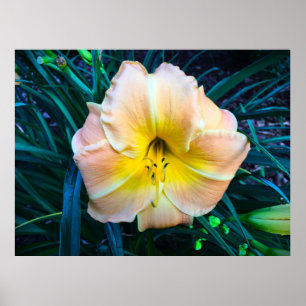 Poster Lily,