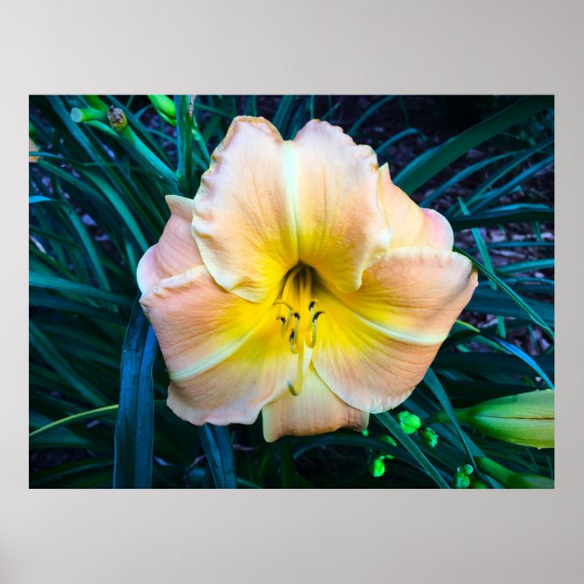 Poster Lily, (Frente)