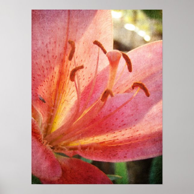 Pôster Lily (Frente)