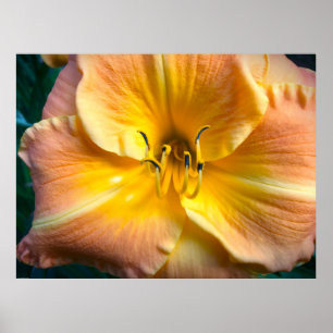 Poster Lily,