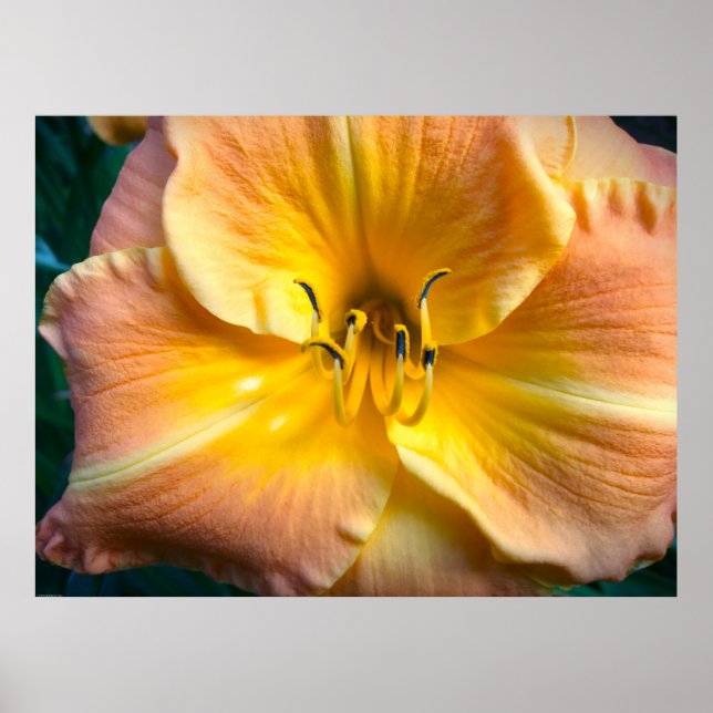 Poster Lily, (Frente)