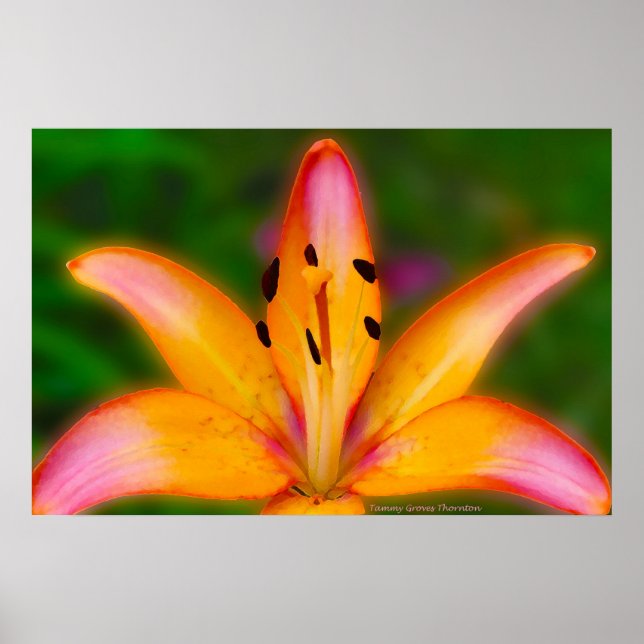 Pôster Lily (Frente)