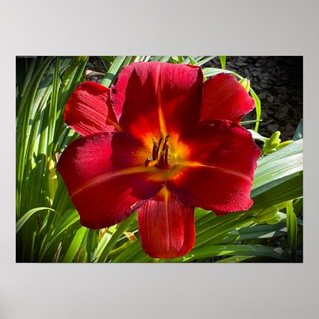 Poster Lily, (Frente)