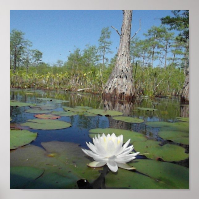 Pôster Lily 2 (Frente)