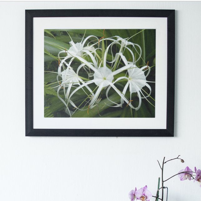Pôster Lily Blooms, White Spider Floral (In Situ Framed)