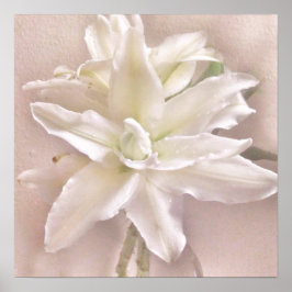 Poster Lily Blossoms Blush