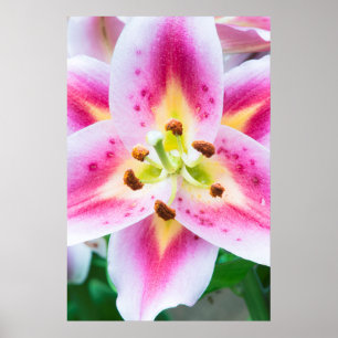 Poster Lily Close-up