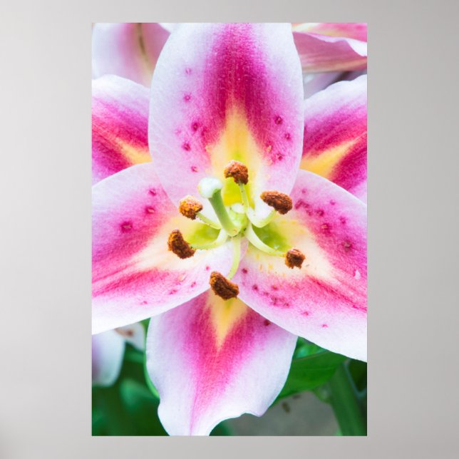 Poster Lily Close-up (Frente)