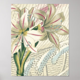 Pôster Lily com alargamento